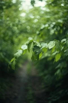 Forest and fields in early spring Stock Photos