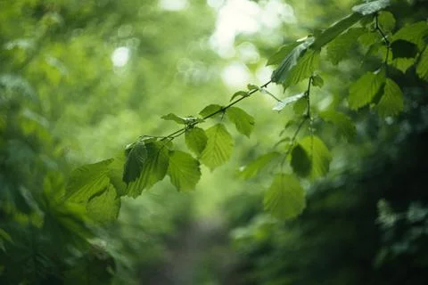Forest and fields in early spring Stock Photos