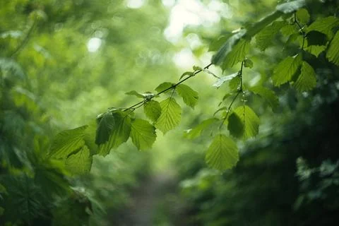 Forest and fields in early spring Stock Photos