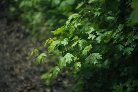Forest and fields in early spring Stock Photos