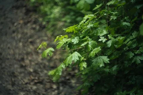 Forest and fields in early spring Stock Photos