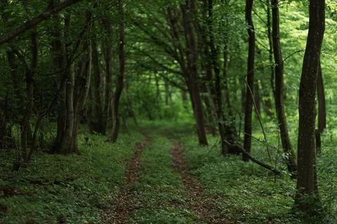 Forest and fields in early spring Stock Photos