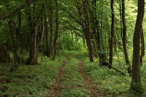 Forest and fields in early spring Stock Photos