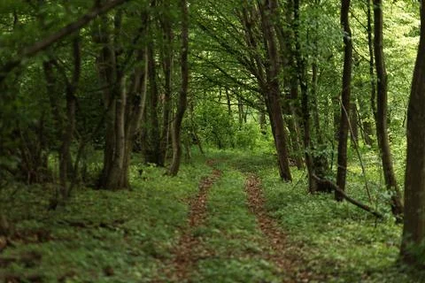 Forest and fields in early spring Stock Photos