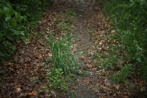 Forest and fields in early spring Stock Photos