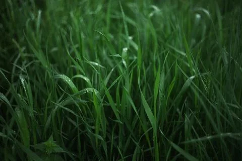 Forest and fields in early spring Stock Photos