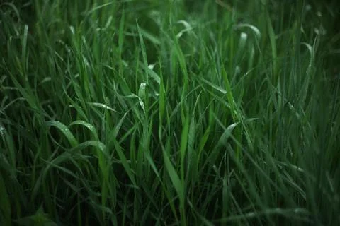 Forest and fields in early spring Stock Photos