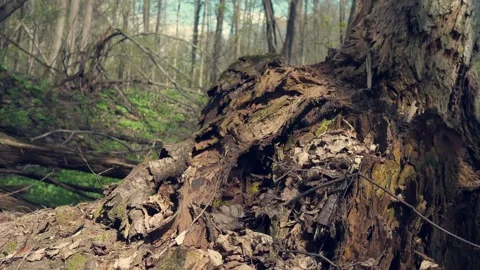 Forest and fields of the middle lane in spring. Young leaves have blossomed. Stock Footage 194113953