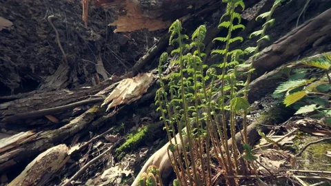 Forest and fields of the middle lane in spring. Young leaves have blossomed. Stock Footage 194114436