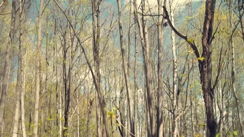 Forest and fields of the middle lane in spring. Young leaves have blossomed. 動画素材 194115562