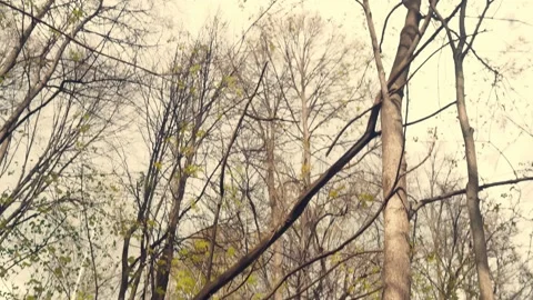 Forest and fields of the middle lane in spring. Young leaves have blossomed. Stock Footage 194115982