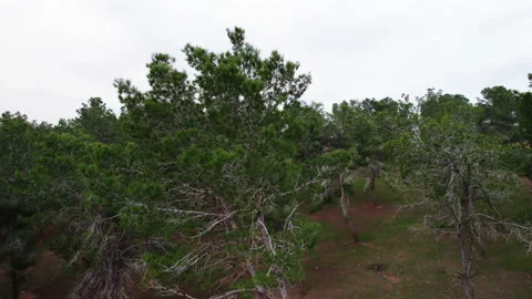 Forest and fields of wheat in the Bitronot Ruhama reserve, Israel Stock Footage 238620322