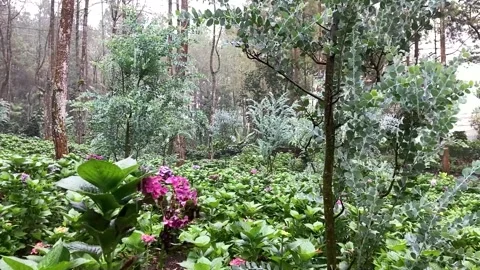 FOREST AND FLOWER Stock Footage 273053964