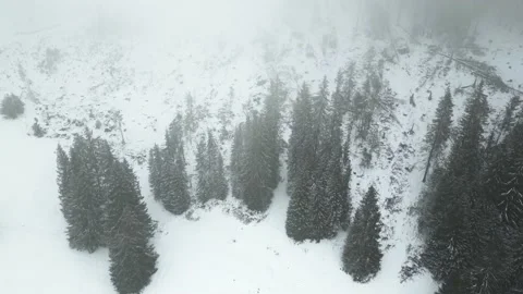 Forest and fog in winter Stock Footage 238768657
