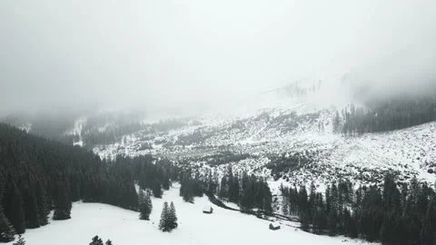 Forest and fog in winter Video stock 238769629