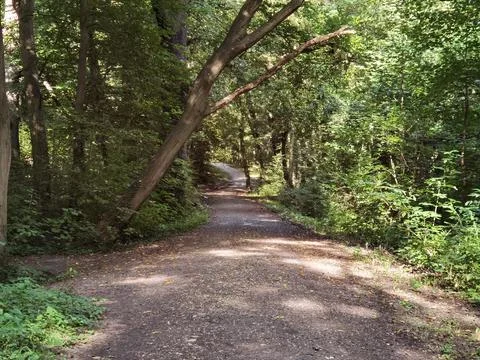 Forest and forest paths in summer in Germany Stock Photos