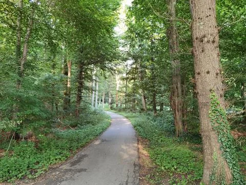 Forest and forest paths in summer in Germany Stock Photos