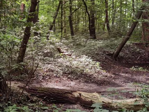 Forest and forest paths in summer in Germany Stock Photos