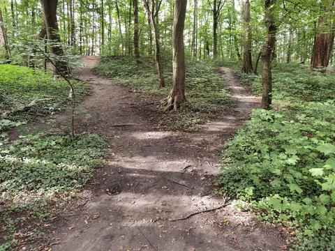 Forest and forest paths in summer in Germany Stock Photos