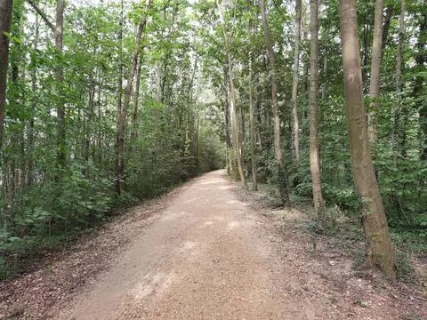 Forest and forest paths in summer in Germany Stock Photos