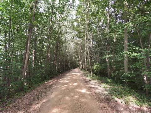 Forest and forest paths in summer in Germany Stock Photos