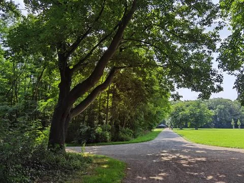 Forest and forest paths in summer in Germany Stock Photos
