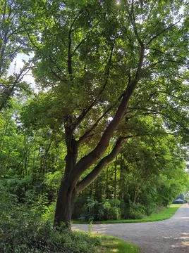 Forest and forest paths in summer in Germany Stock Photos