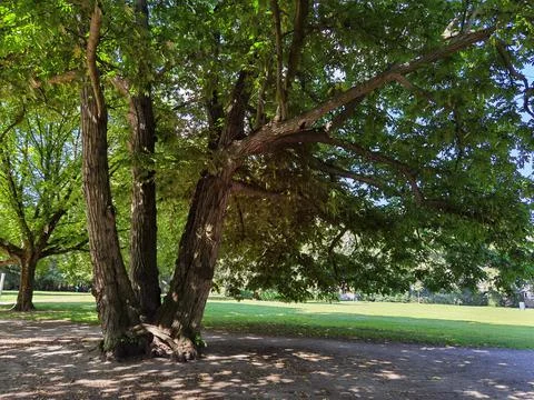 Forest and forest paths in summer in Germany Stock Photos