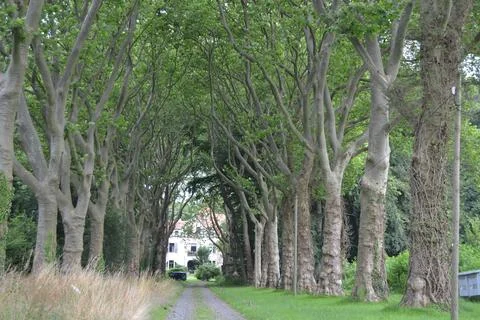Forest and forest paths in summer in Germany Stock Photos