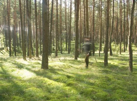 Forest and ghost Stock Photos