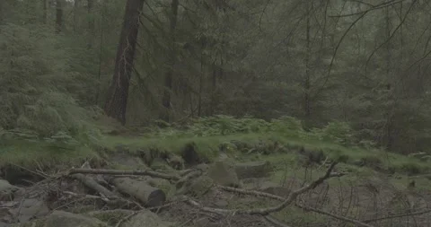 Forest and grass video No.1, VLOG, 4k, 24fps Stock Footage 277228682