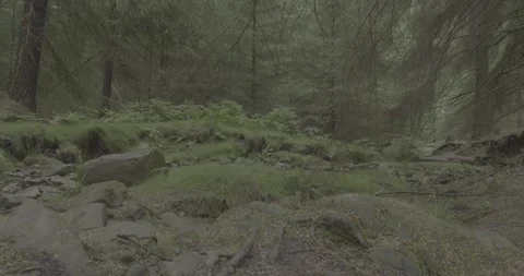 Forest and grass video No.2, VLOG, 4k, 24fps Stock Footage 277228685