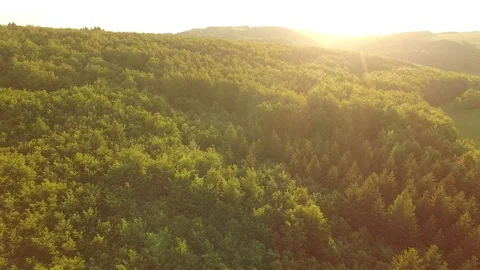Forest and grassy meadow at sunset Stock Footage 89732004
