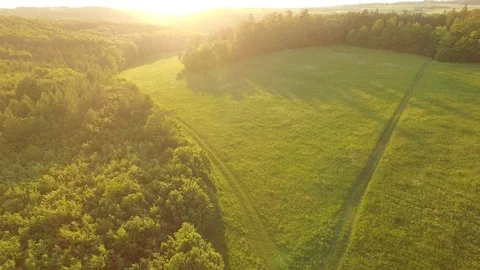 Forest and grassy meadow at sunset Stock Footage 89732026