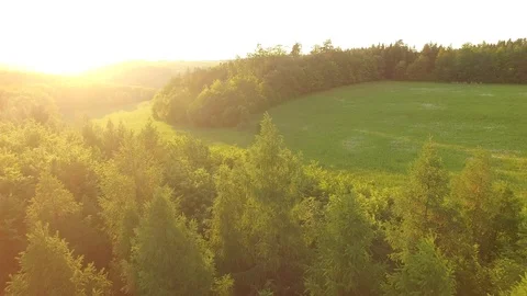 Forest and grassy meadow at sunset Stock Footage 89732079