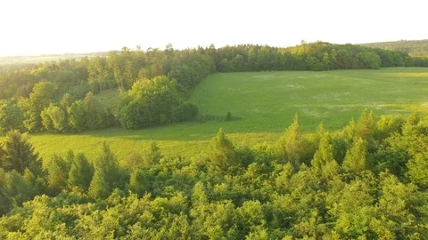 Forest and grassy meadow at sunset Stock Footage 89732126