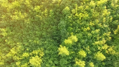 Forest and grassy meadow at sunset Stock Footage 89732214