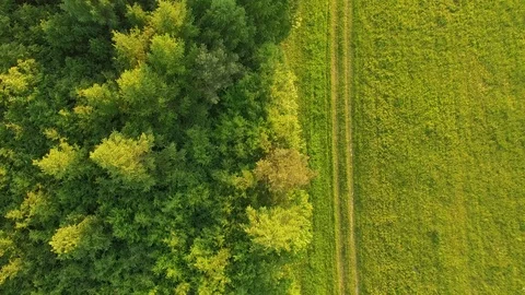 Forest and grassy meadow at sunset Stock Footage 89732248