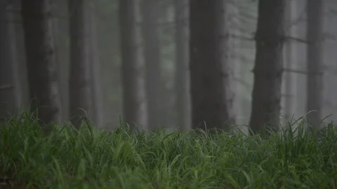 Forest and green grass Stock Footage 82535702