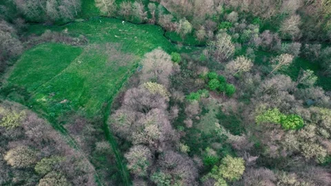 Forest and green meadows Stock Footage 242037967