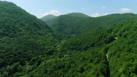 Forest and green mountain Stock Footage 137155415