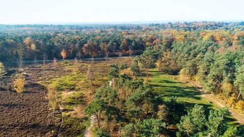 Forest and Heather with Little Path - Rijssen, Overijssel / Holland – 4K Drone Stock Footage 126815316