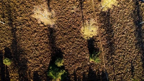 Forest and Heather Top Down View - Rijssen, Overijssel / Holland – 4K Drone Stock Footage 126815197