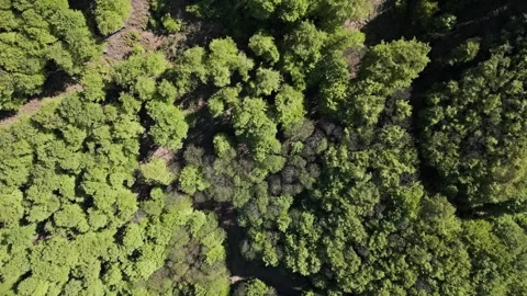 Forest and Hills in the spring sunshine Stock Footage 240827449