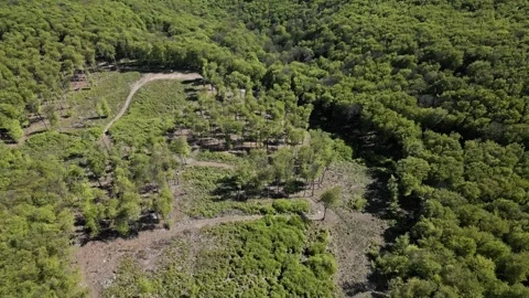 Forest and Hills in the spring sunshine Stock Footage 240827792