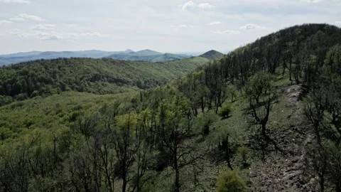 Forest and Hills in the spring sunshine Stock Footage 240828016