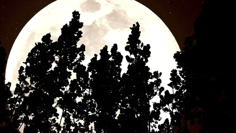 Forest and a Huge Moon 4K 2TZ Stock Footage 309301445