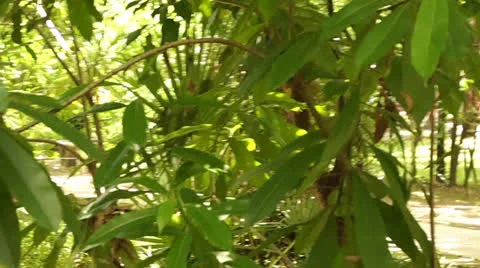 Forest and jungle Stock Footage 24949534