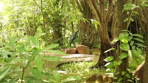 Forest and jungle Stock Footage 24949603