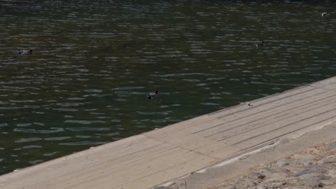 Forest and Lake Docks 스톡 동영상 316070939